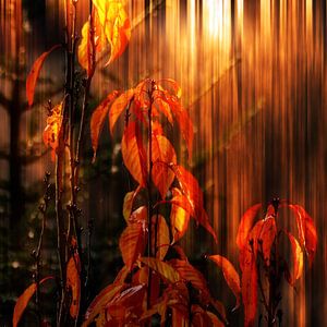 Herbstfeuer