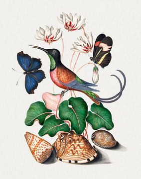Karmozijnrode topaaskolibrie, cyclamen, rode postbode en schelpen (1768) James Bolton. van Studio POPPY