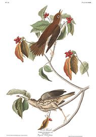 Wood Thrush