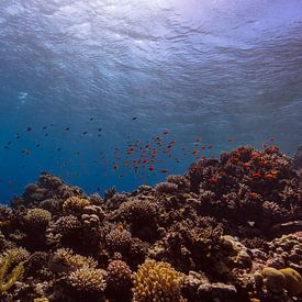 The Big Blue with coral by Eric van Riet Paap