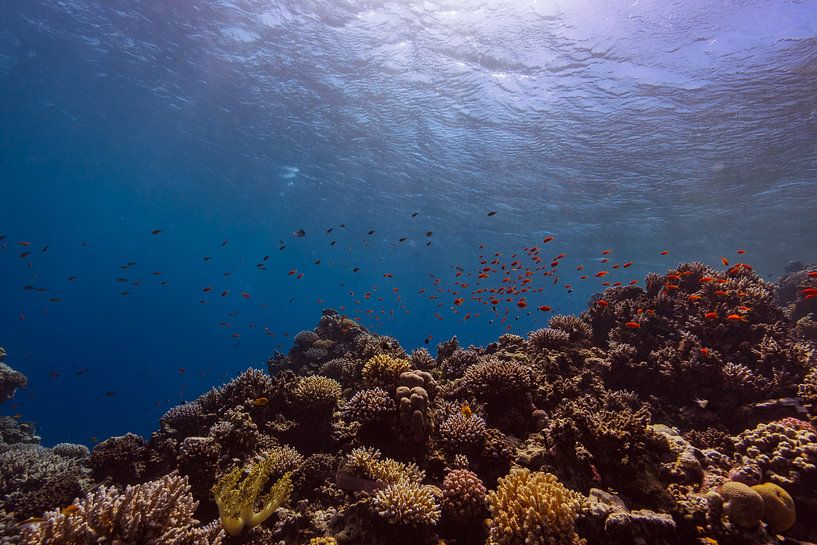 Le Grand Bleu avec le corail par Eric van Riet Paap