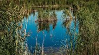 Reflection