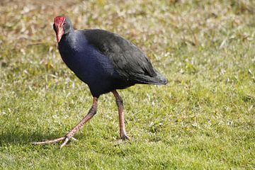 Pukeko by Inge Teunissen