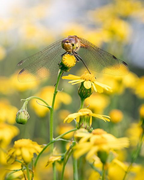 Libellule sur une fleur jaune par Jolanda Aalbers