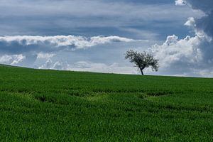 Wald & Wiesen