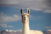 Lama with Bolivian Altiplano in the background