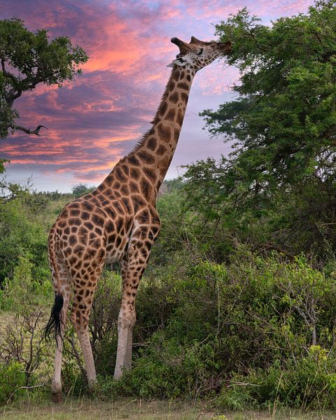 Baringo giraffe, Giraffa camelopardalis van Alexander Ludwig