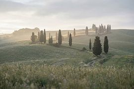 Misty Morning on Rolling Green Hills with Cypress Trees by Markus Gann