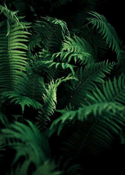 Greens by Nikita Abakumov