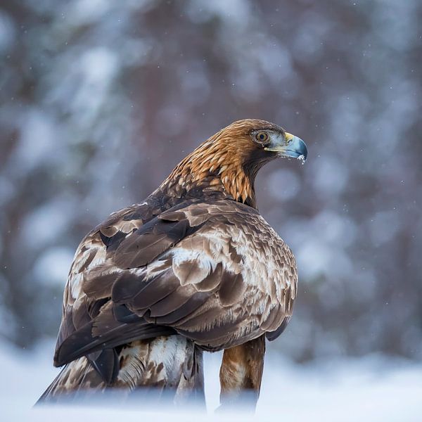 Golden eagle, by Gert Hilbink