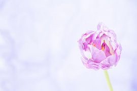 the lonely purple flower by Kay Mezarina Photography