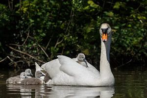 Jonge zwanen van Menno Schaefer