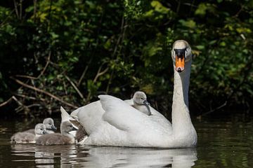 Young swans by Menno Schaefer