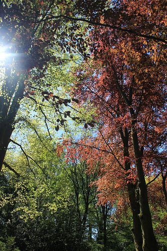 mooie bomen in het bos