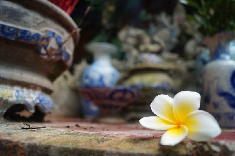 White Flower by Eva Toes