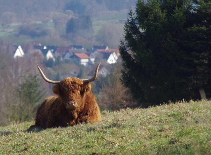 Galloway par Vera Laake