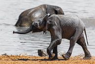 Baby Elefant van Felix Brönnimann thumbnail