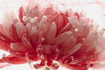 Chrysantheme in Eis 2 von Marc Heiligenstein