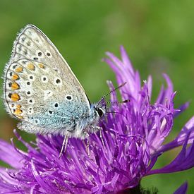 Vlinder by René Perdok