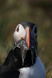 Papageitaucher mit Sandaalen Iceland von Frank Fichtmüller