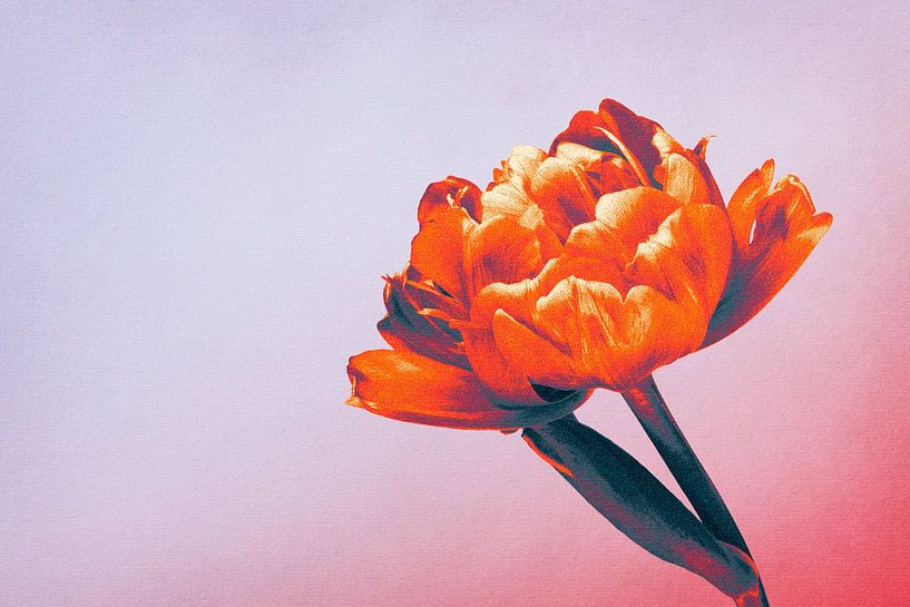 Tulip by vanMuis