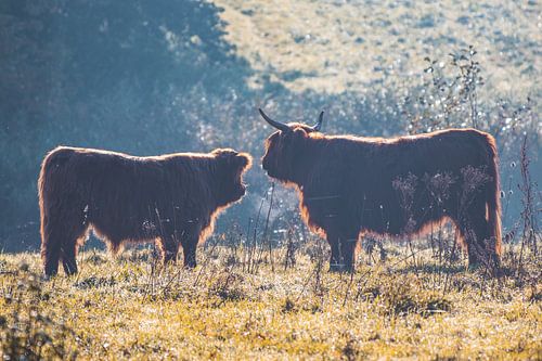 Scottish Highlanders