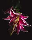 Elegant pink lilies dark & moody van Sandra Hazes thumbnail