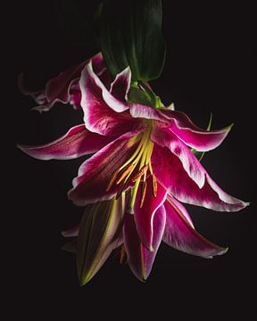 Elegant pink lilies dark & moody
