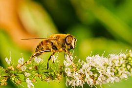 Vlieg op munt-plant van Johan Slagers