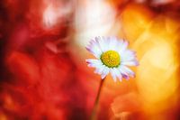 Picturesque daisy