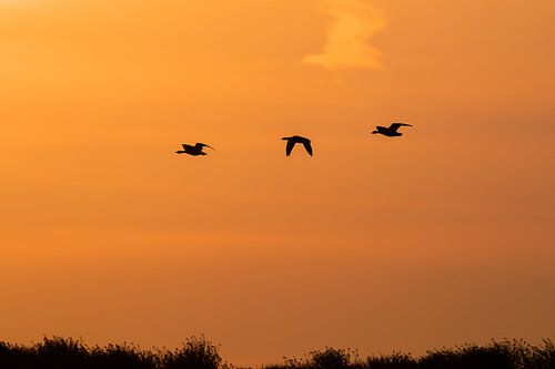 Orange sunset silhouette
