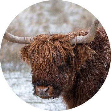 Schotse hooglander in de sneeuw - portret