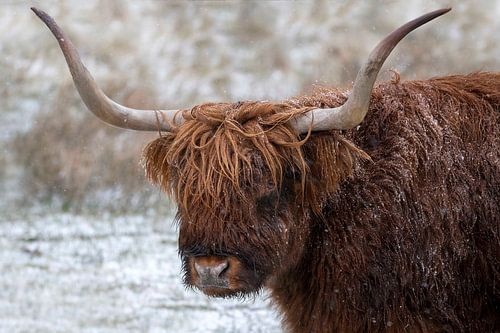 Schotse hooglander in de sneeuw - portret
