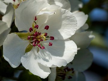 Pear blossom in Be Betuwe, The Netherlands (3) by Adelheid Smitt