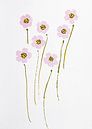 Blumen Eleganz hellrosa von Bianca ter Riet Miniaturansicht