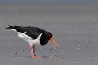 Austernfischer auf der Jagd nach Würmern