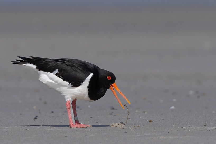Austernfischer auf der Jagd nach Würmern von Johannes Jongsma