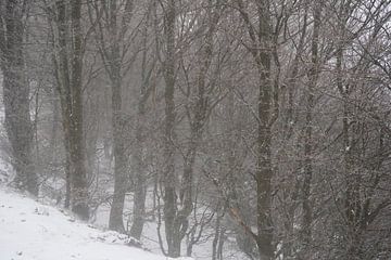 Bomen in de mist en en met sneeuw bedekt van Madeltijntje