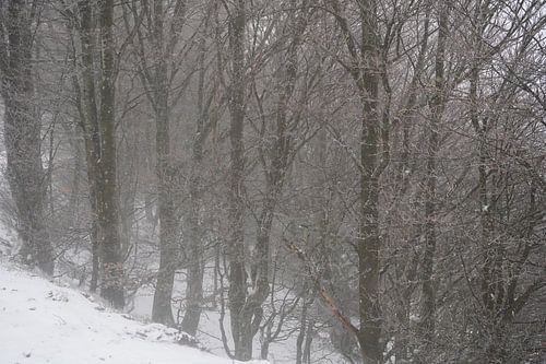 Arbres dans la brume et couverts de neige