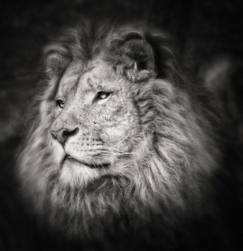 The King sur Victor Manuel Lopez van Wanrooij