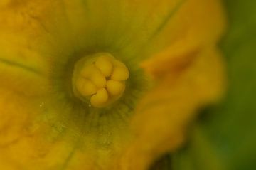 Gele bloem van Marcia van de Bovenkamp