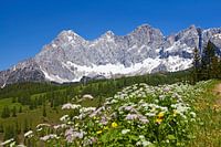 La magie des fleurs au Dachstein