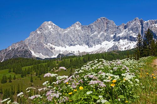 La magie des fleurs au Dachstein