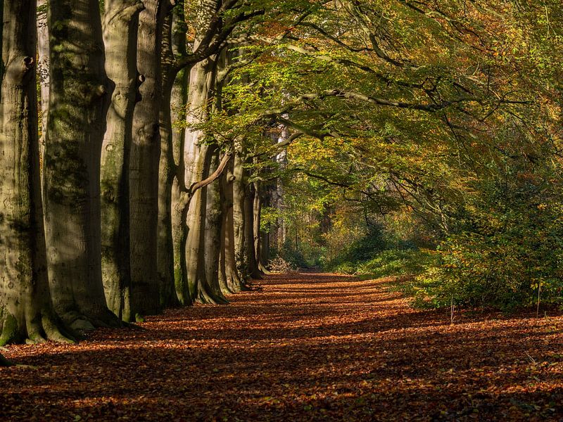 Path through avenue of trees in autumn with beautiful colors by Robin Jongerden