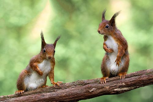 Squirrel in mirror image