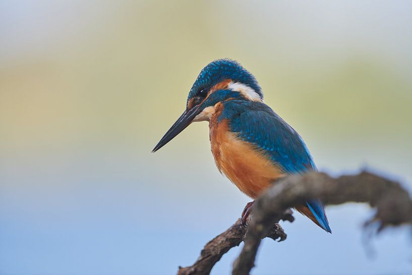 Martin-pêcheur par Martins-pêcheurs - Corné van Oosterhout