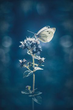 Papillon en bleu sur Tanja Tarras