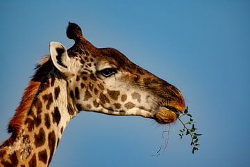 Giraffe met bladeren van Peter Michel