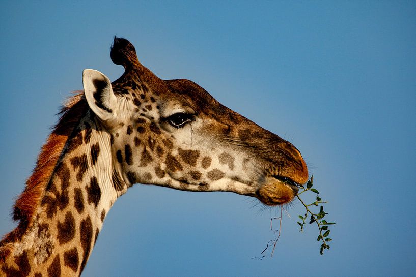 Giraffe mit Blätter von Peter Michel