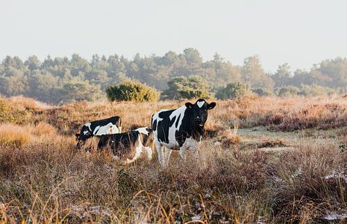 koeien op de heide van Stephanie Kweldam-Beugelink